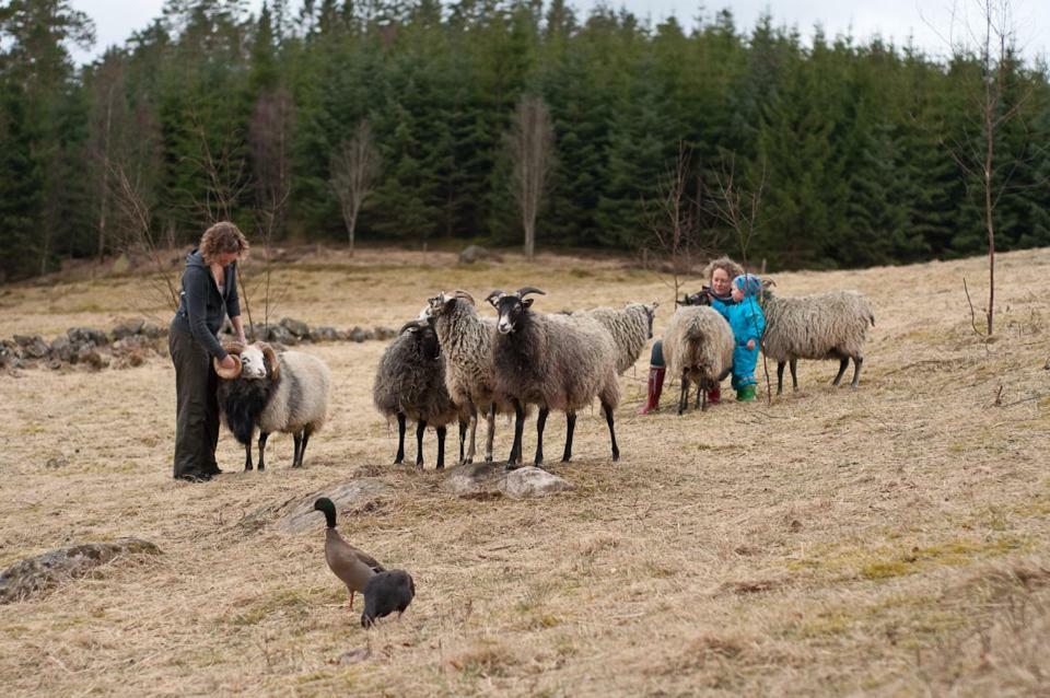 Simlångsdalen Escape To Paulssonpaleo Bed & Breakfast エクステリア 写真